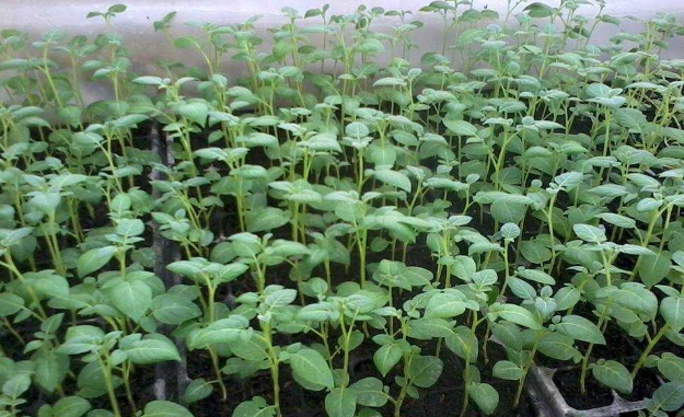 Bibit Kentang Aeroponik